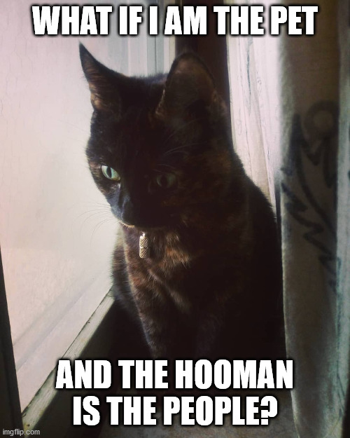 Mind blown cat | WHAT IF I AM THE PET; AND THE HOOMAN IS THE PEOPLE? | image tagged in mind blown cat | made w/ Imgflip meme maker