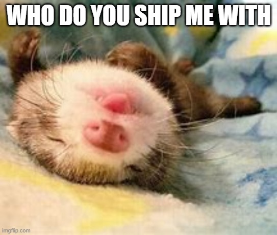 ... | WHO DO YOU SHIP ME WITH | image tagged in sleepy ferret | made w/ Imgflip meme maker