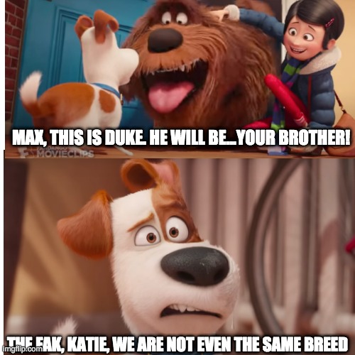dog owners be like... | MAX, THIS IS DUKE. HE WILL BE...YOUR BROTHER! THE FAK, KATIE, WE ARE NOT EVEN THE SAME BREED | image tagged in pets | made w/ Imgflip meme maker
