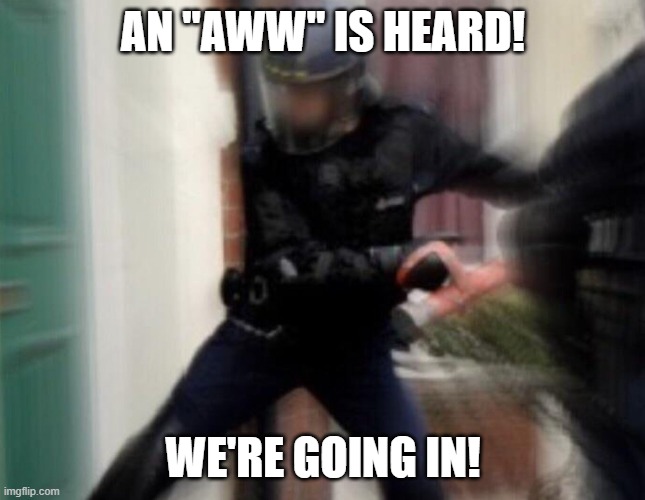FBI Door Breach | AN "AWW" IS HEARD! WE'RE GOING IN! | image tagged in fbi door breach | made w/ Imgflip meme maker