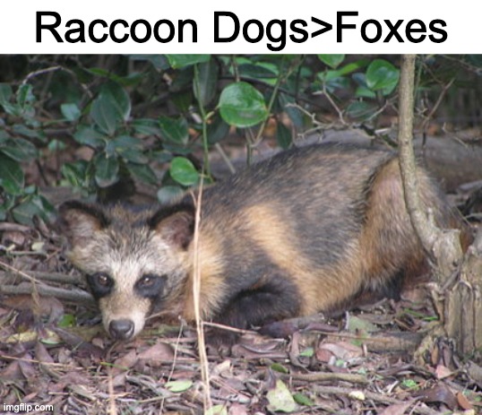 Sorry I made this wrong it was supposed to be Foxes are better | Raccoon Dogs>Foxes | made w/ Imgflip meme maker