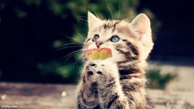 Cute kitten | image tagged in cute kitten | made w/ Imgflip meme maker