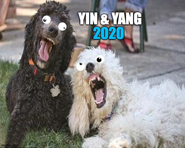 Yin & Yang | YIN & YANG; 2020 | image tagged in yin,yang,dog,cat,poodle,boo | made w/ Imgflip meme maker