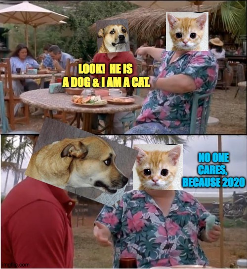 See Nobody Cares Meme | LOOK!  HE IS  A DOG & I AM A CAT. NO ONE CARES, 
BECAUSE 2020 | image tagged in memes,see nobody cares,look,2020,dogs,cats | made w/ Imgflip meme maker