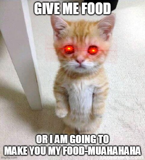 Cute Cat Meme | GIVE ME FOOD; OR I AM GOING TO MAKE YOU MY FOOD-MUAHAHAHA | image tagged in memes,cute cat | made w/ Imgflip meme maker