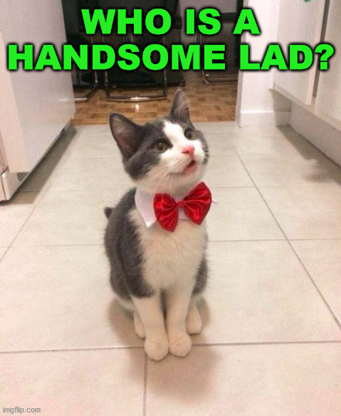 WHO IS A HANDSOME LAD? | image tagged in cats | made w/ Imgflip meme maker