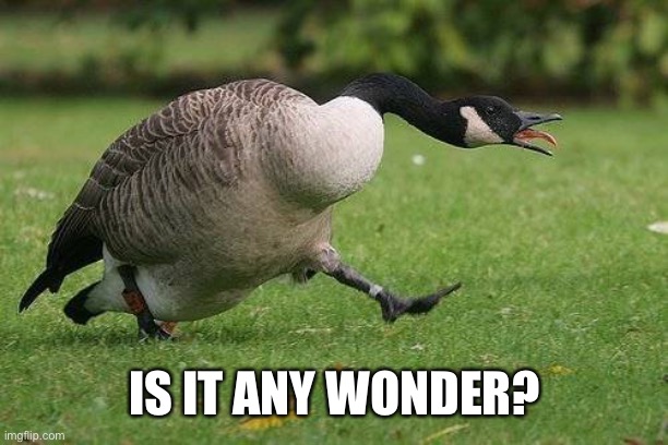 Angry Canada Goose | IS IT ANY WONDER? | image tagged in angry canada goose | made w/ Imgflip meme maker
