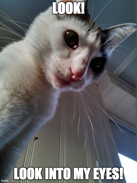 LOOK! LOOK INTO MY EYES! | image tagged in ceiling cat | made w/ Imgflip meme maker