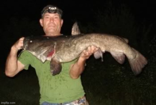 20 lbs. flathead I caught in july | image tagged in catfish,4th of july | made w/ Imgflip meme maker