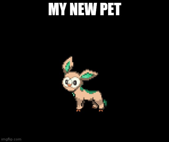 Rowceon | MY NEW PET | image tagged in rowceon | made w/ Imgflip meme maker