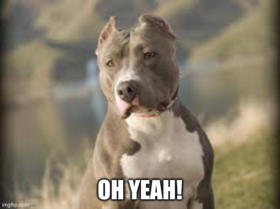 pitbull dog | OH YEAH! | image tagged in pitbull dog | made w/ Imgflip meme maker