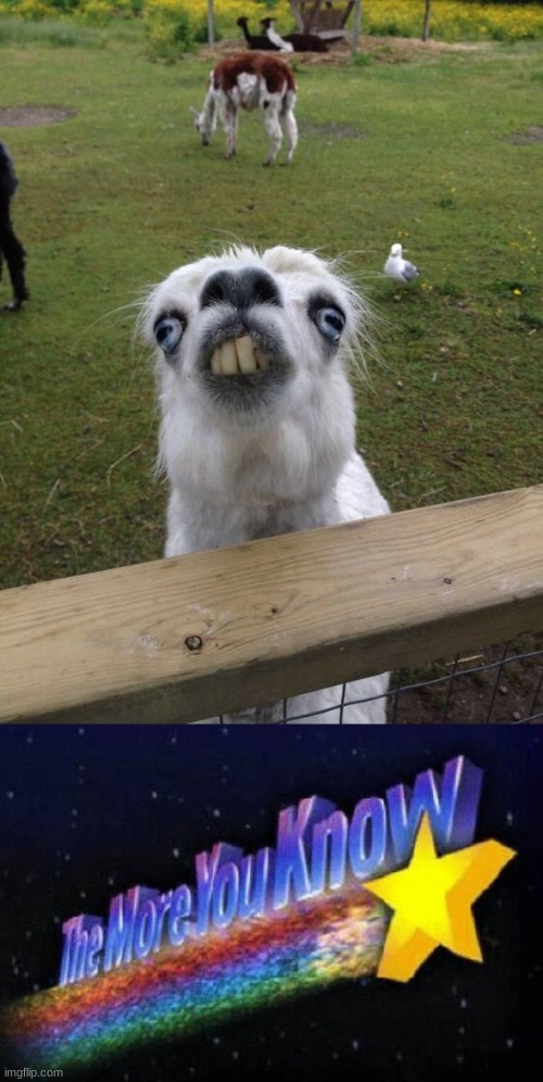 The more you know the better | image tagged in llama weird face,the more you know | made w/ Imgflip meme maker