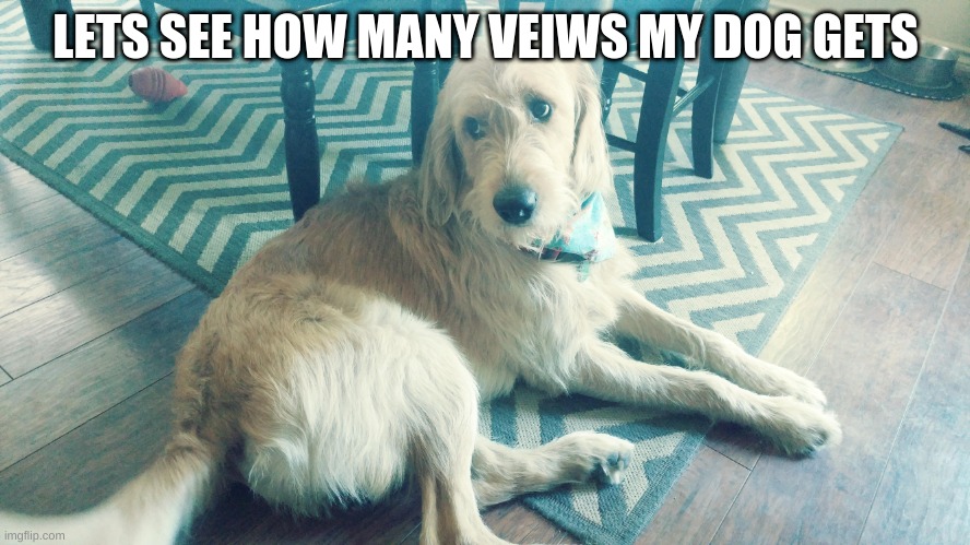 cute dog | LETS SEE HOW MANY VEIWS MY DOG GETS | image tagged in fun | made w/ Imgflip meme maker