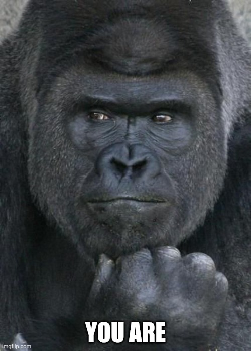 Handsome Gorilla | YOU ARE | image tagged in handsome gorilla | made w/ Imgflip meme maker