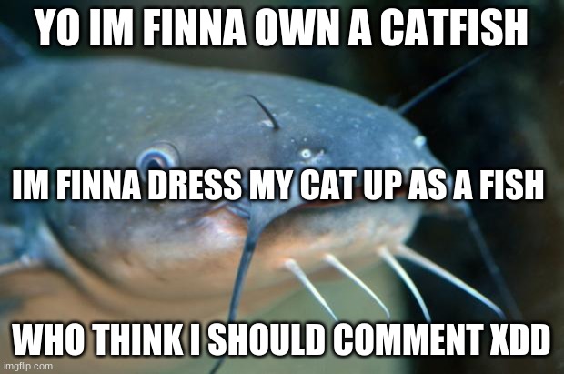 My cat finna be a catfish | YO IM FINNA OWN A CATFISH; IM FINNA DRESS MY CAT UP AS A FISH; WHO THINK I SHOULD COMMENT XDD | image tagged in catfish,funny cat memes | made w/ Imgflip meme maker
