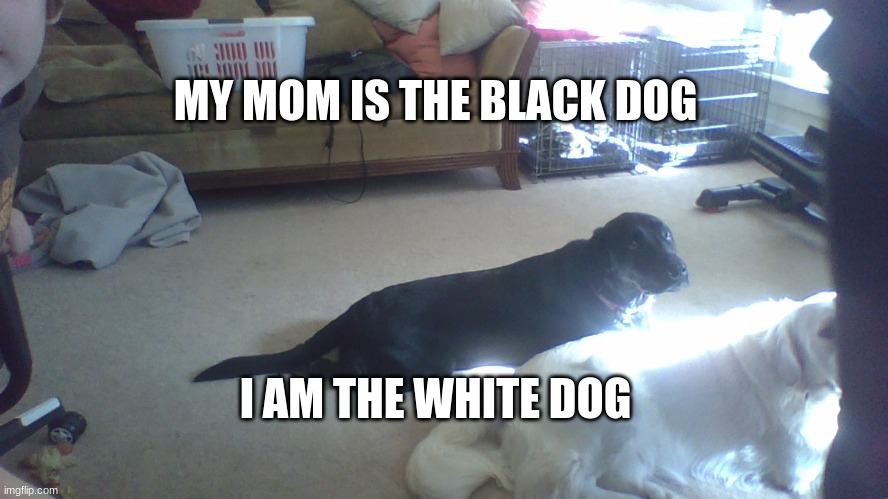 Dogs | MY MOM IS THE BLACK DOG; I AM THE WHITE DOG | image tagged in dogs | made w/ Imgflip meme maker