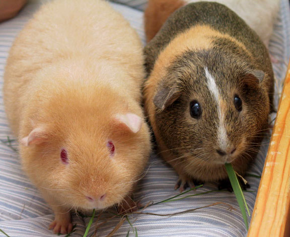 Guinea pig Blank Meme Template