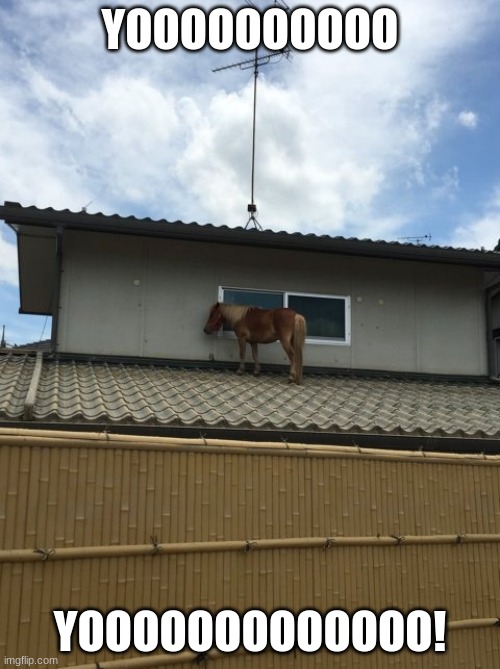 YOOOOOOOOOOO | YOOOOOOOOOO; YOOOOOOOOOOOOO! | image tagged in horse on roof | made w/ Imgflip meme maker