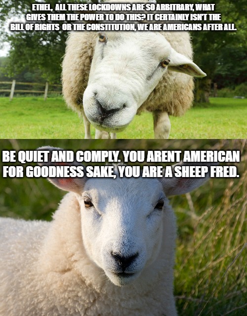 ethel and fred | ETHEL,  ALL THESE LOCKDOWNS ARE SO ARBITRARY, WHAT GIVES THEM THE POWER TO DO THIS? IT CERTAINLY ISN'T THE BILL OF RIGHTS  OR THE CONSTITUTION, WE ARE AMERICANS AFTER ALL. BE QUIET AND COMPLY. YOU ARENT AMERICAN FOR GOODNESS SAKE, YOU ARE A SHEEP FRED. | image tagged in sheep | made w/ Imgflip meme maker