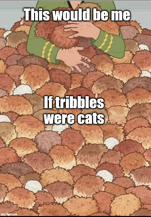 Cat Lady |  This would be me; If tribbles were cats | image tagged in cats,star trek,cat lady | made w/ Imgflip meme maker