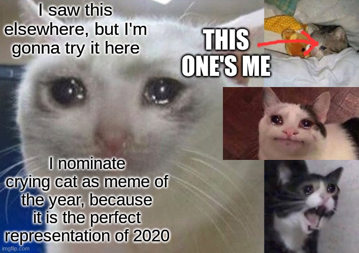 Middle school meme of the year | I saw this elsewhere, but I'm gonna try it here; THIS ONE'S ME; I nominate crying cat as meme of the year, because it is the perfect representation of 2020 | image tagged in blank white template | made w/ Imgflip meme maker