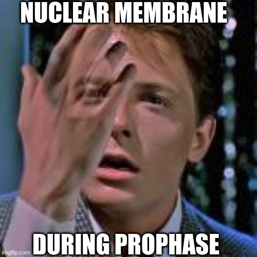the best | NUCLEAR MEMBRANE; DURING PROPHASE | image tagged in cool | made w/ Imgflip meme maker