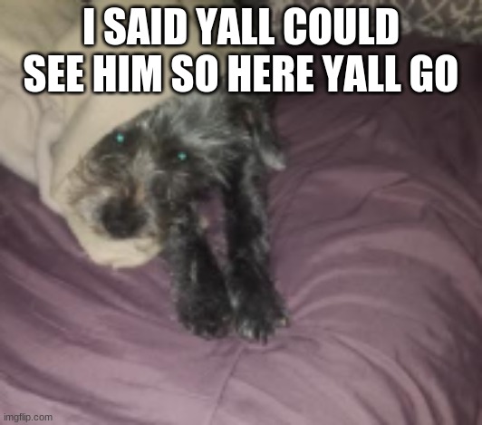 my doggo | I SAID YALL COULD SEE HIM SO HERE YALL GO | image tagged in dog | made w/ Imgflip meme maker