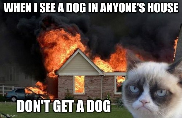 Burn Kitty | WHEN I SEE A DOG IN ANYONE'S HOUSE; DON'T GET A DOG | image tagged in memes,burn kitty,grumpy cat | made w/ Imgflip meme maker