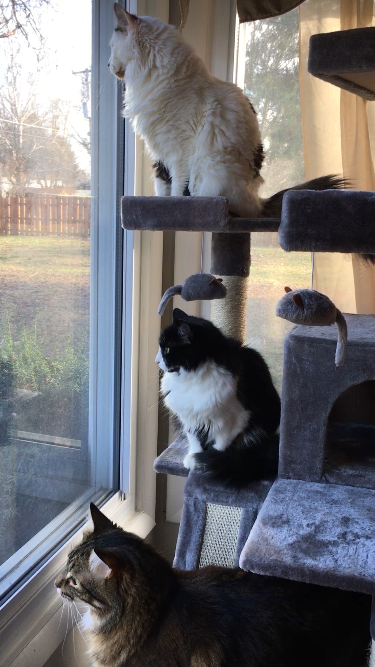 High Quality my cats Blank Meme Template
