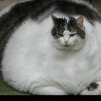 THE FAT CAT Blank Meme Template