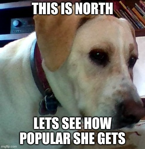 my doggo | THIS IS NORTH; LETS SEE HOW POPULAR SHE GETS | image tagged in dog,cute,aww | made w/ Imgflip meme maker