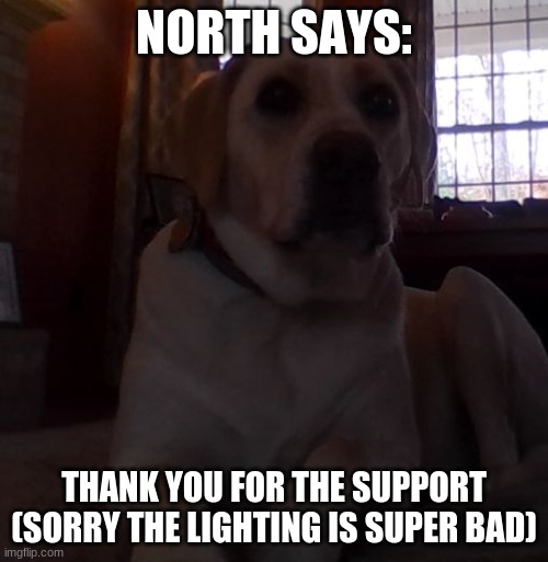 thank you! | NORTH SAYS:; THANK YOU FOR THE SUPPORT
(SORRY THE LIGHTING IS SUPER BAD) | image tagged in aww,dog,raydog,stop reading the tags | made w/ Imgflip meme maker