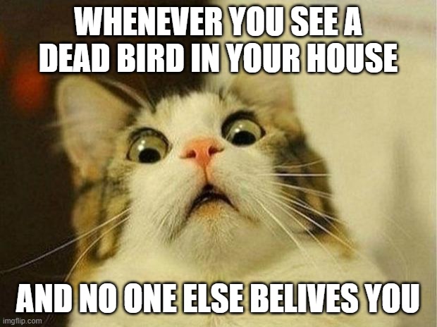 Scared Cat Meme | WHENEVER YOU SEE A DEAD BIRD IN YOUR HOUSE; AND NO ONE ELSE BELIVES YOU | image tagged in memes,scared cat | made w/ Imgflip meme maker
