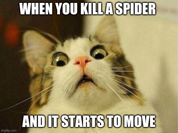 Scared Cat | WHEN YOU KILL A SPIDER; AND IT STARTS TO MOVE | image tagged in memes,scared cat | made w/ Imgflip meme maker