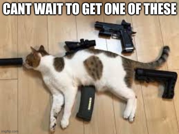 cat gun | CANT WAIT TO GET ONE OF THESE | image tagged in cat gun | made w/ Imgflip meme maker