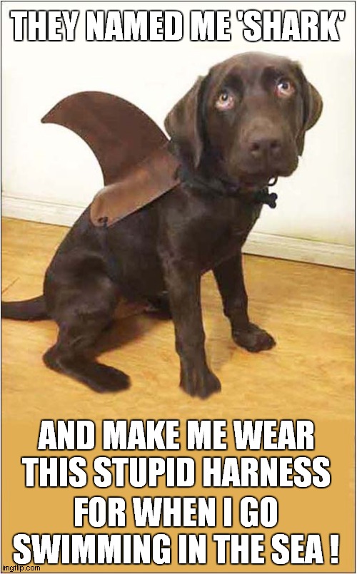 Why Does Nobody Love Me At The Beach ? | THEY NAMED ME 'SHARK'; AND MAKE ME WEAR THIS STUPID HARNESS; FOR WHEN I GO SWIMMING IN THE SEA ! | image tagged in dogs,shark | made w/ Imgflip meme maker