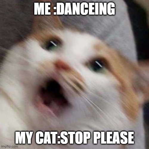 Oh no Cat | ME :DANCEING; MY CAT:STOP PLEASE | image tagged in oh no cat | made w/ Imgflip meme maker