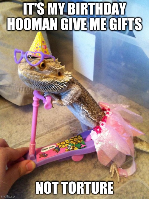 bearded dragon | IT'S MY BIRTHDAY HOOMAN GIVE ME GIFTS; NOT TORTURE | image tagged in bearded dragon | made w/ Imgflip meme maker
