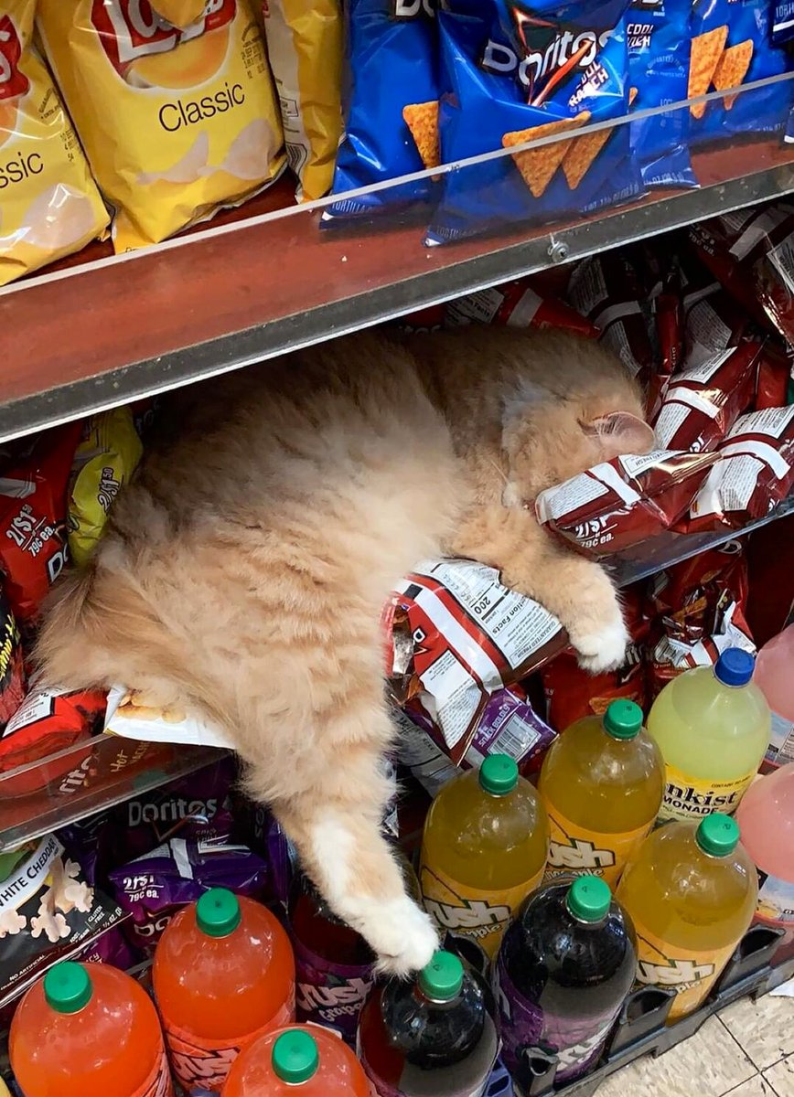 Cat Sleeping On Doritos Blank Meme Template