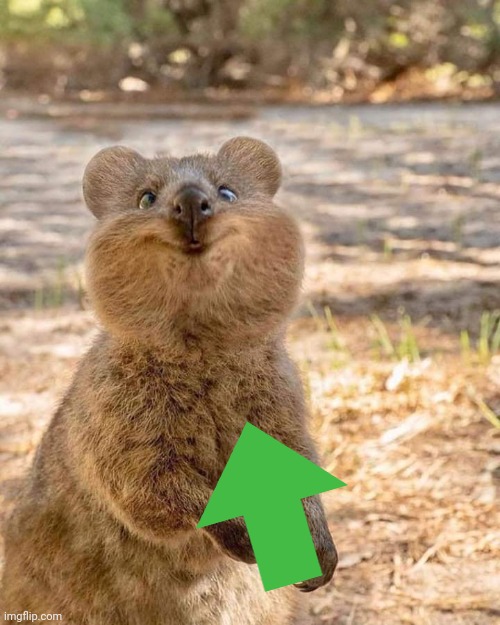 Crazy Wombat | image tagged in crazy wombat | made w/ Imgflip meme maker