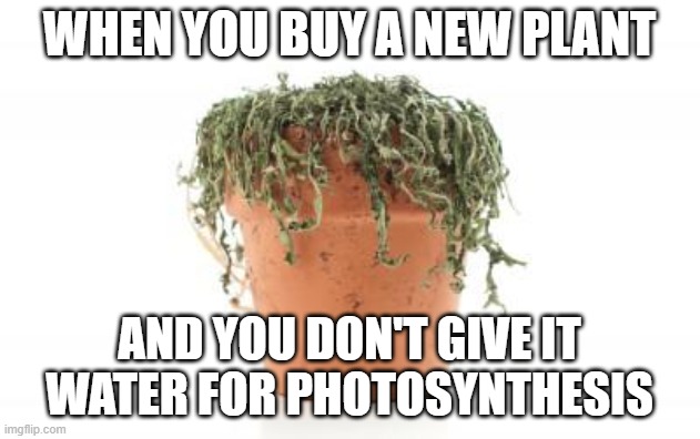 dead plant | WHEN YOU BUY A NEW PLANT; AND YOU DON'T GIVE IT WATER FOR PHOTOSYNTHESIS | image tagged in dead plant | made w/ Imgflip meme maker