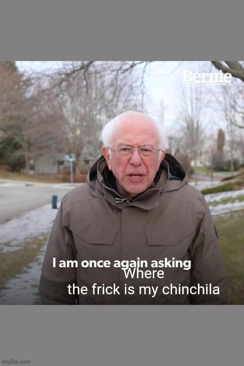 Bernie I Am Once Again Asking For Your Support Meme | Where the frick is my chinchila | image tagged in memes,bernie i am once again asking for your support | made w/ Imgflip meme maker