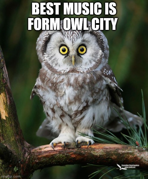 Owl | BEST MUSIC IS FORM OWL CITY | image tagged in owl | made w/ Imgflip meme maker