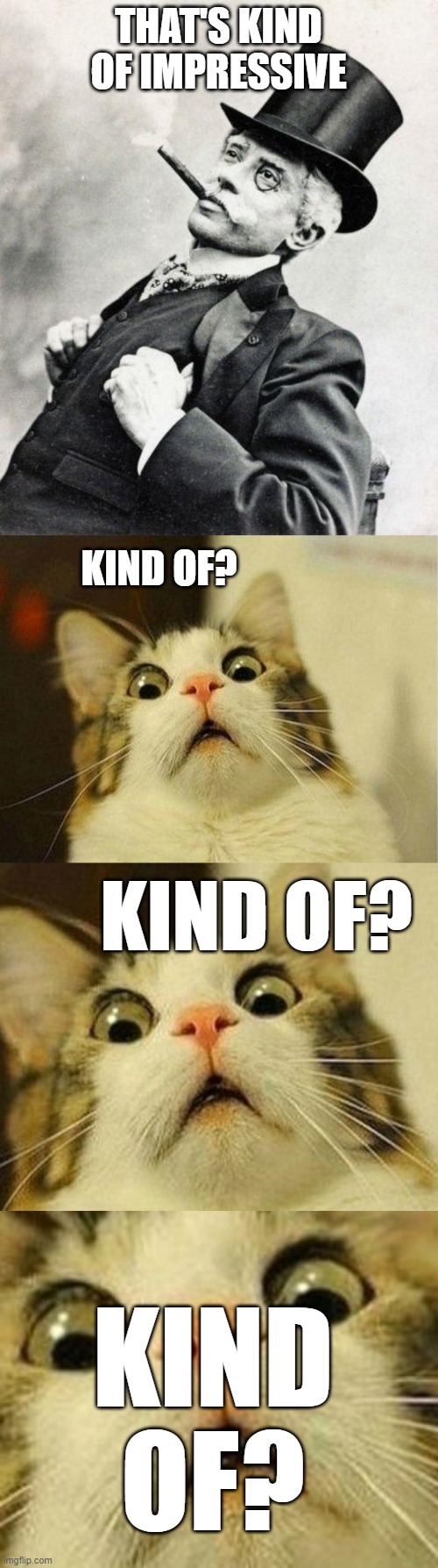 THAT'S KIND OF IMPRESSIVE KIND OF? KIND OF? KIND OF? | image tagged in smug gentleman,memes,scared cat | made w/ Imgflip meme maker