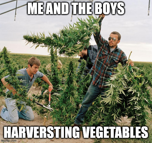 the ladies keep insisting greens is good for you | ME AND THE BOYS; HARVERSTING VEGETABLES | image tagged in me and the boys,weed,marijuana,vegetables | made w/ Imgflip meme maker