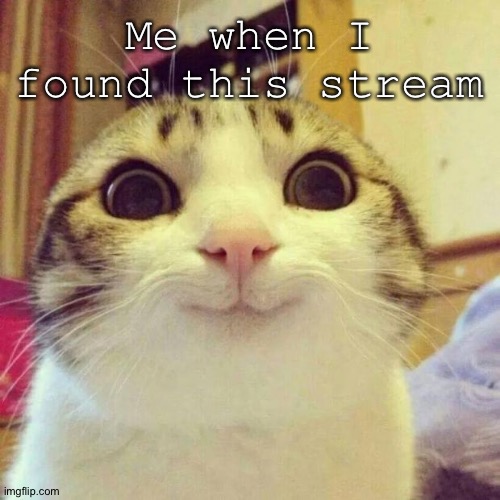 I'm bisexual by the way | Me when I found this stream | image tagged in memes,smiling cat | made w/ Imgflip meme maker