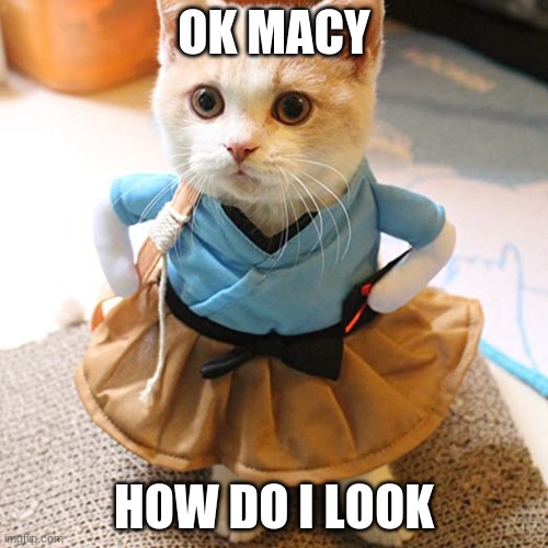 ok macy | OK MACY; HOW DO I LOOK | image tagged in cats,hilarious | made w/ Imgflip meme maker