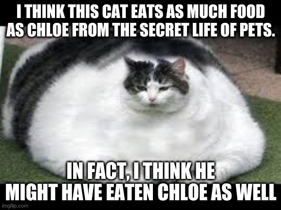 Fat cat that ate a cat | I THINK THIS CAT EATS AS MUCH FOOD AS CHLOE FROM THE SECRET LIFE OF PETS. IN FACT, I THINK HE MIGHT HAVE EATEN CHLOE AS WELL | image tagged in cats | made w/ Imgflip meme maker