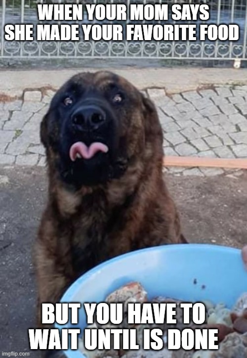 Hungry doggo 2 | WHEN YOUR MOM SAYS SHE MADE YOUR FAVORITE FOOD; BUT YOU HAVE TO WAIT UNTIL IS DONE | image tagged in hungry doggo | made w/ Imgflip meme maker