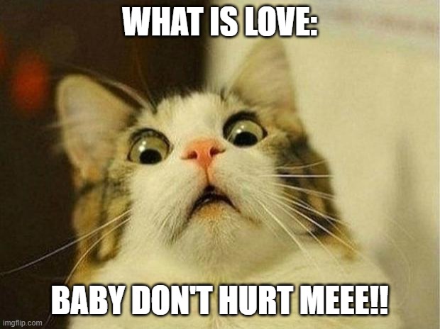 Don't hurt meeee no more | WHAT IS LOVE:; BABY DON'T HURT MEEE!! | image tagged in memes,scared cat | made w/ Imgflip meme maker